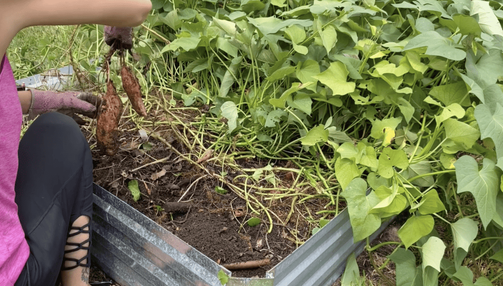 harvesting sweet potatoes